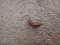 Caterpillar of gulf fritillary on jute background