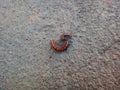 Caterpillar of gulf fritillary on jute background