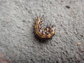 Caterpillar of gulf fritillary on passion fruit leaf with gray background