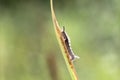 Caterpillar hair on a branch with a green background