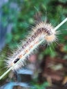 caterpillar hair from java indonesia