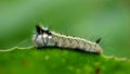 Caterpillar