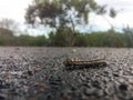 Caterpillar of hairy mary caterpillar (anthela varia) on asphalt road Royalty Free Stock Photo