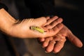 Caterpillar on a hand Royalty Free Stock Photo