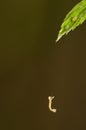 Caterpillar hanging from a leaf with aphids by its silk thread. Royalty Free Stock Photo