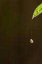 Caterpillar hanging from a leaf by its silk thread. Royalty Free Stock Photo