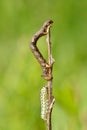 Caterpillar hanging on plant