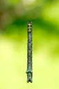 Caterpillar hanging on plant