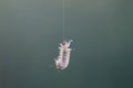 Caterpillar hanging by a thread with blurred background Royalty Free Stock Photo