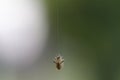 Caterpillar hanging by a thread with blurred background Royalty Free Stock Photo