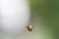 Caterpillar hanging by a thread with blurred background Royalty Free Stock Photo