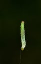 Caterpillar hanging on thread Royalty Free Stock Photo