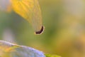 Caterpillar hanging from underside of leaf in tentative prepuparial pose, sshaped silhouette suggests imminent pupation, dusk Royalty Free Stock Photo