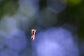 The caterpillar hangs on a thin cobweb in the forest. In the background a blue curly bokeh