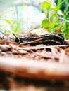 The Caterpillar were struggle to find food. Royalty Free Stock Photo