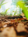 The Caterpillar were struggle to find food. Royalty Free Stock Photo