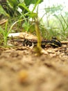 The Life of Butterfly : Caterpillar were struggle to find food. Royalty Free Stock Photo