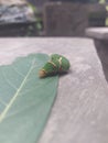 A caterpillar have eaten green leaf