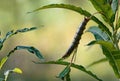 Caterpillar of hawk moth feeding on rosebay willow herb