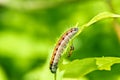 Caterpillar Hawthorn on a leaf, opposite is an ant, selective focus