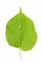 Caterpillar on a hazel leaf