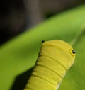 Caterpillar head macro shot on leaf Royalty Free Stock Photo
