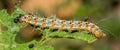Caterpillar : Heliotrope Moth Royalty Free Stock Photo