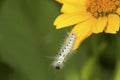 Black and white caterpillar of hickory tussock moth in Connecticut. Royalty Free Stock Photo