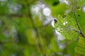 Caterpillar is hiding and eating leaves, crawling on leaf. Royalty Free Stock Photo