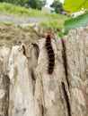 Caterpillar with his primary defense mechanism Royalty Free Stock Photo