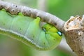 Caterpillar holding Royalty Free Stock Photo