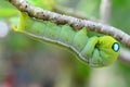 Caterpillar holding Royalty Free Stock Photo