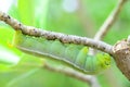 Caterpillar holding Royalty Free Stock Photo