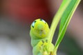 Caterpillar holding Royalty Free Stock Photo