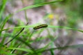 Caterpillar crossing a blade of grass