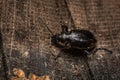 A caterpillar hunter on a tree trunk Royalty Free Stock Photo