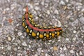 Caterpillar of an Hyles euphorbiae Royalty Free Stock Photo