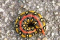 Caterpillar of an Hyles euphorbiae Royalty Free Stock Photo