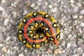 Caterpillar of an Hyles euphorbiae Royalty Free Stock Photo