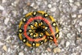 Caterpillar of an Hyles euphorbiae Royalty Free Stock Photo