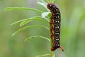 Caterpillar Hyles euphorbiae, the spurge hawk moth sitting on a stem of grass, Royalty Free Stock Photo