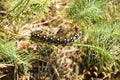 Caterpillar Hyles euphorbiae Royalty Free Stock Photo