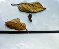 Caterpillar inching closer to Leaf Royalty Free Stock Photo