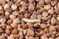 Caterpillar of indian meal moth on buckwheat grain. Storage pest of products