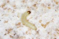 Caterpillar of indian mealmoth or Indianmeal moth Plodia interpunctella of a pyraloid moth from the family Pyralidae is common