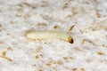 Caterpillar of indian mealmoth or Indianmeal moth Plodia interpunctella of a pyraloid moth from the family Pyralidae is common