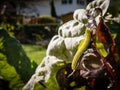 Caterpillar inflicting damage by eating the foliage of mangel Royalty Free Stock Photo