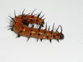 Caterpillar insect