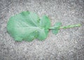 Top view caterpillar insect crawling on fresh cut rutabaga leave on concrete background.