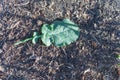 Caterpillar insect crawling on fresh cut rutabaga leave on thick compost soil background Royalty Free Stock Photo